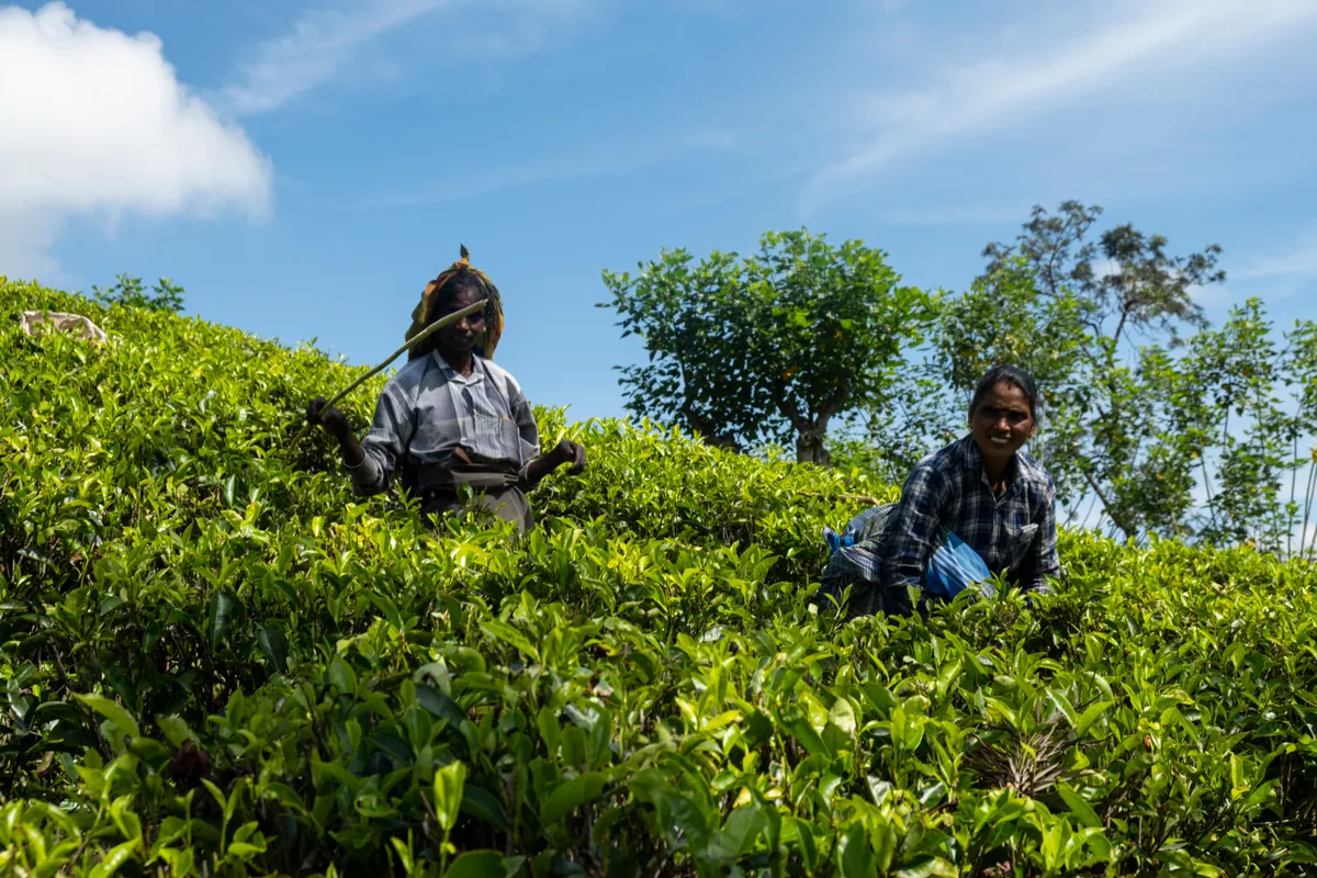 Tea above the cloud line — Sri Lanka