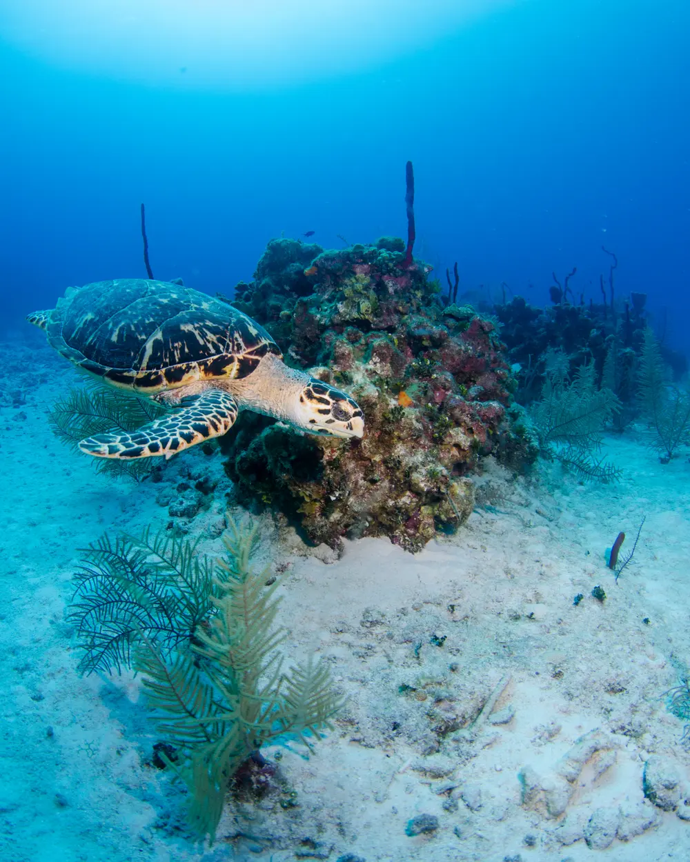 The reef at first light — Maldives